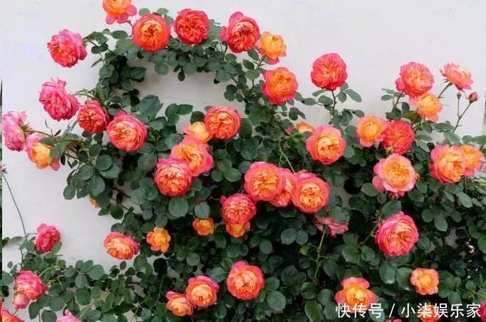 花多多|养花必备肥料,浇水前撒一点,月季开花拳头大!