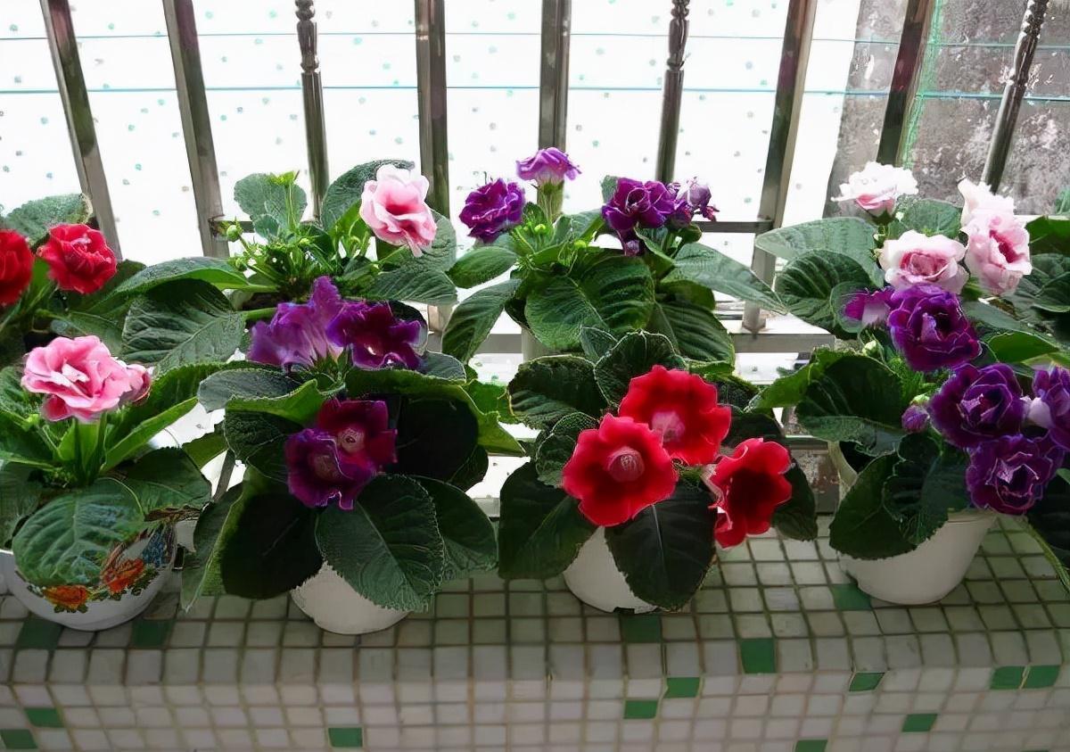 “10种花”好养又漂亮,有点散光就“生长”,花叶俱美,富贵大气