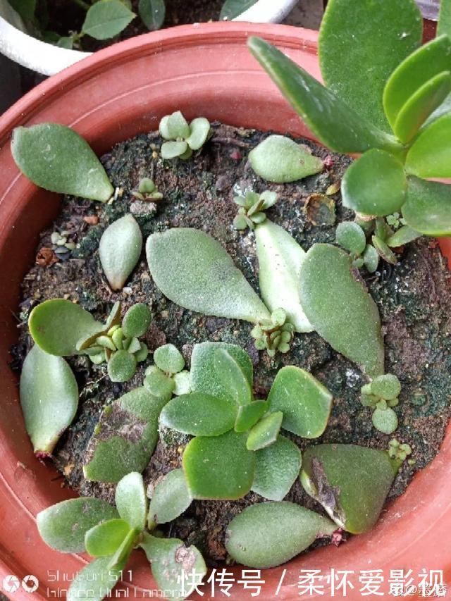 这10种耐旱花,2个月不浇水,叶子反而绿油油