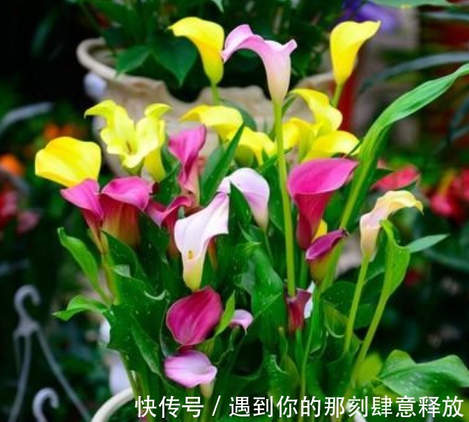 家里就养“4种漂亮花”，花朵硕大、花期长，寓意美好，收获幸福