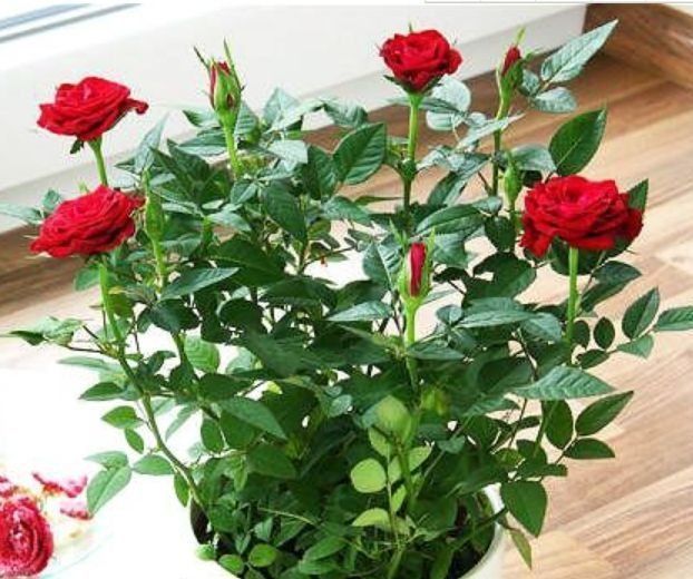 阳台养花,不妨养这些花卉,一年就能长成瀑布,花开美艳成花海