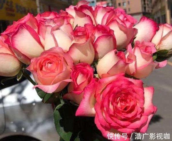 裙摆|喜欢牡丹,不如养“高档玫瑰”红羽,美艳如少女裙摆,灵动可爱