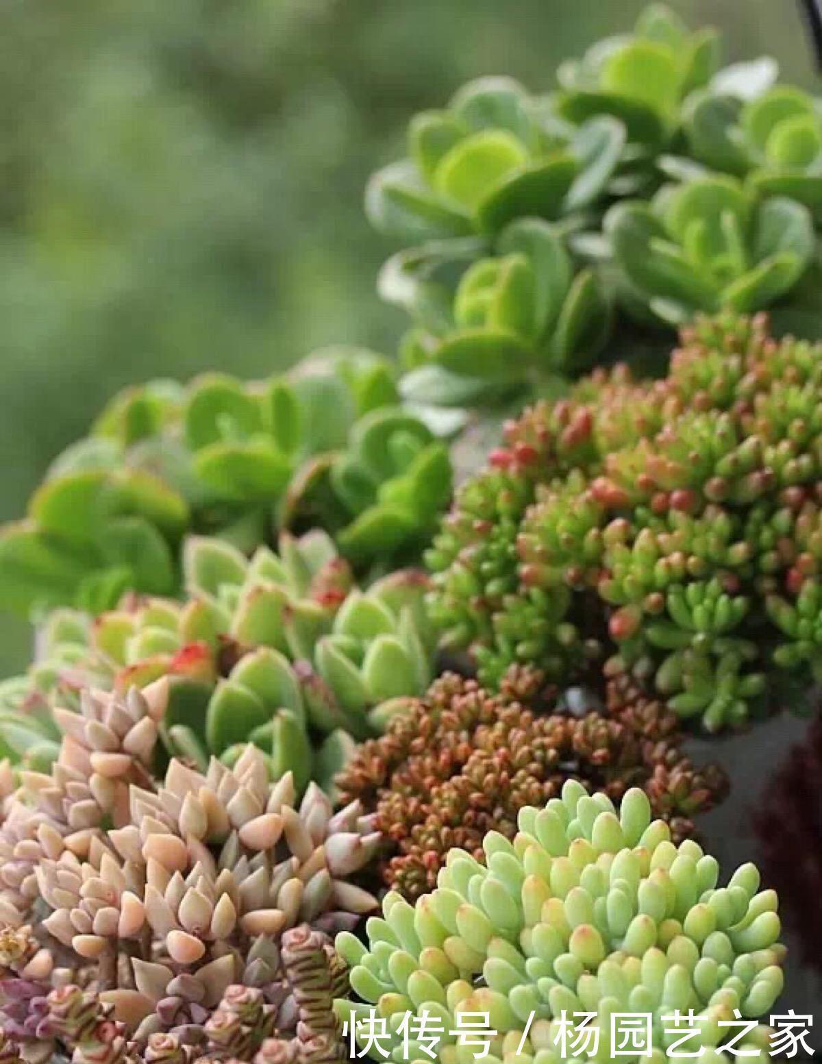 好养又省心的“4种花”,不用管就蹭蹭长,是很棒的室内绿植