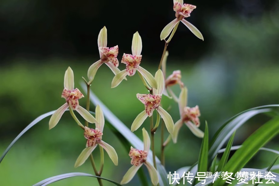 施肥|新手养兰花，4个误区别犯，不然好心办坏事，等着收空盆