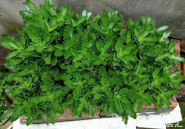 夏天|4种“漂亮花”,秋天怕乱修剪,姿势不对,剪了白费,不开花