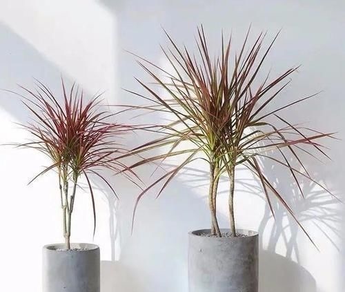 三种“吸毒花”,个个都是吉祥花,家里养一盆,呵护全家健康