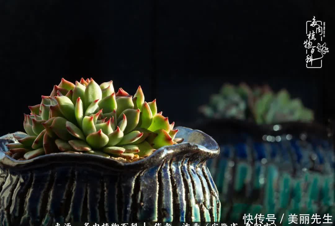多肉——入了我的时光画卷!