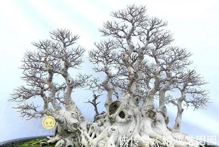 盆景枝条长得慢,几个小妙招快速增粗盆景枝条