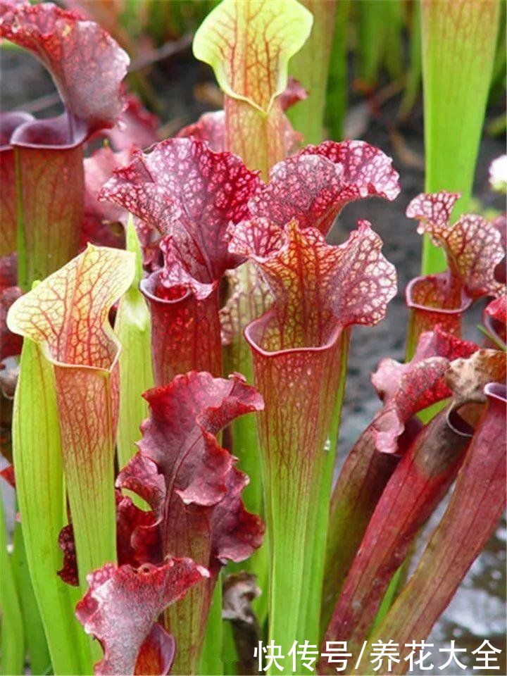 这种花能吃虫子？家里养了一盆，蚊虫全都不见了