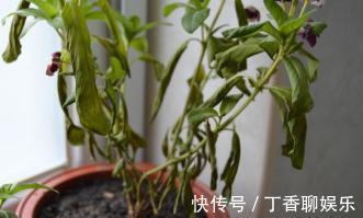 盆栽|长春花叶子蔫了咋回事，别着急，找准原因就能让它重焕生机