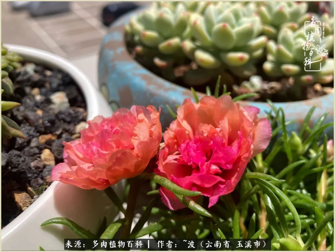 多肉|遇见即美,花事未荼蘼!种一桌子多肉,看花开花落!