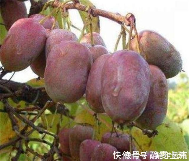 盆花|少养两盆花，院子也要种这种果树，沾土就活，甜味不输橙子