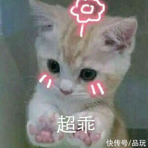 宿主|你和你的猫，脑子一起变小