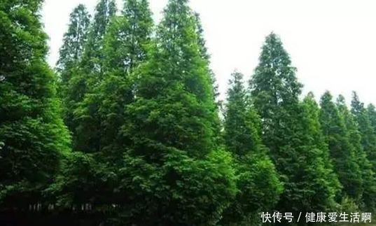 梨树|俗语“五树不进宅,一家乐开怀”,是何意五树指的是哪些树