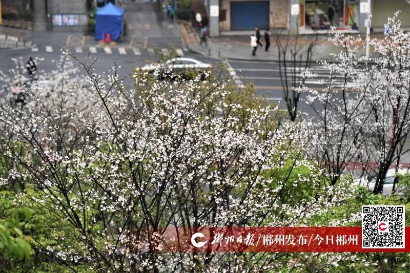 石榴湾公园樱花广场花正艳