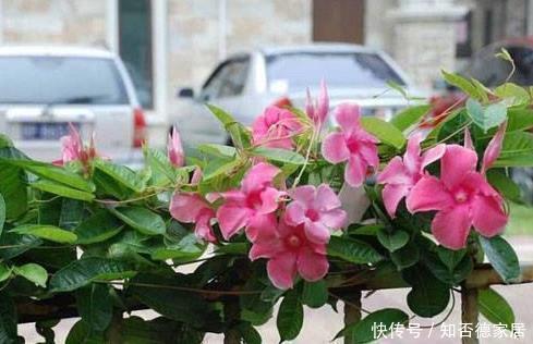 这五种花儿，一个枝条就能种，爬藤爬满墙，开花又多又漂亮