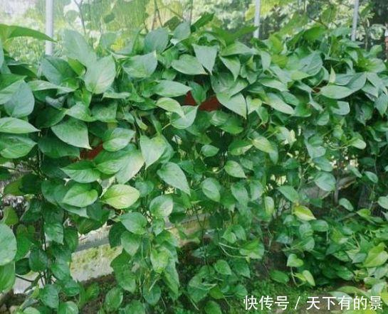 4种花是懒人的最爱,有阳光就爆盆,不用管理也能长得旺