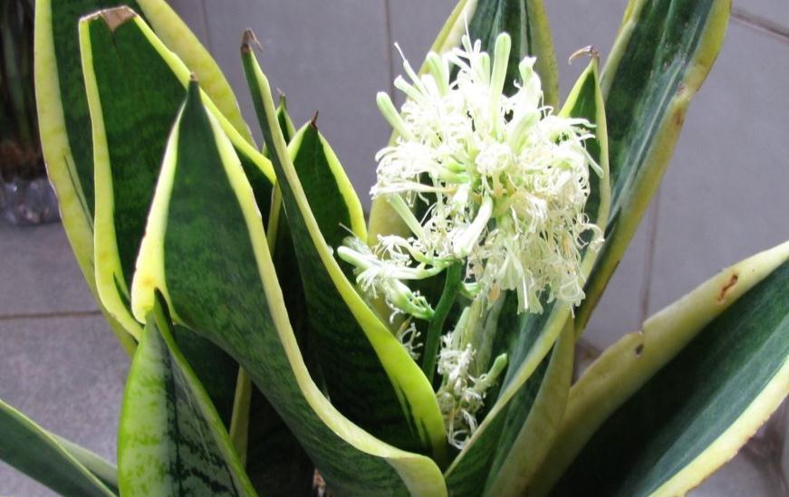 卧室养3种花，空气清新，睡眠好，枝叶翠绿，观赏性高，真值