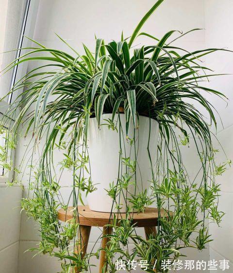 栀子花|夏天,这五种花多浇水,叶绿肥大,长势很良好