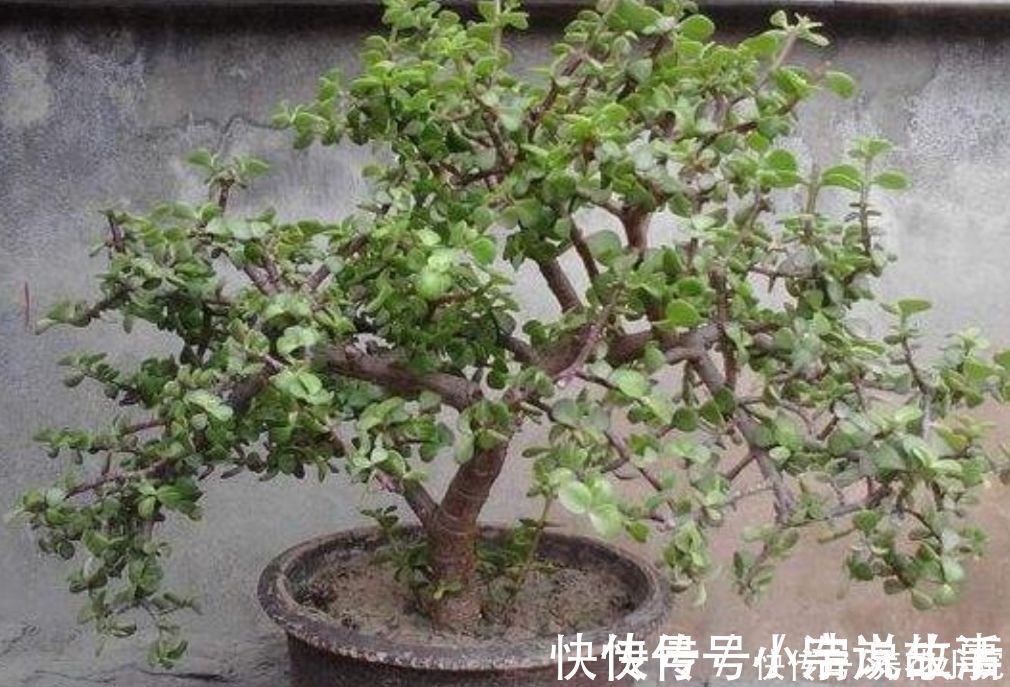 植株|金枝玉叶，养成造型优美的盆景，需要做好几个关键事项