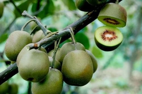 白萝卜|秋天真的来了，会吃的人最健康，3种食物不错过，排毒养颜身材好