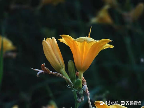 华山|行摄华山——俗名忘忧草的萱草，寓意很美好