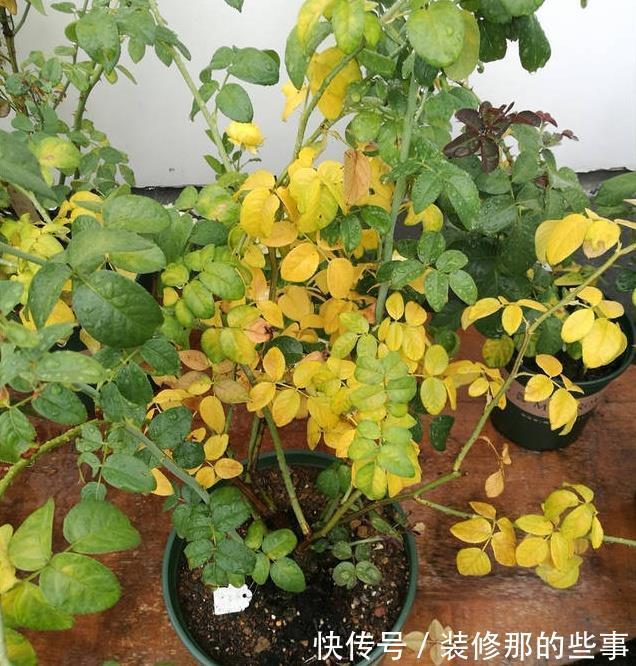黄叶|月季大量黄叶，甚至变成了光杆，怎么办