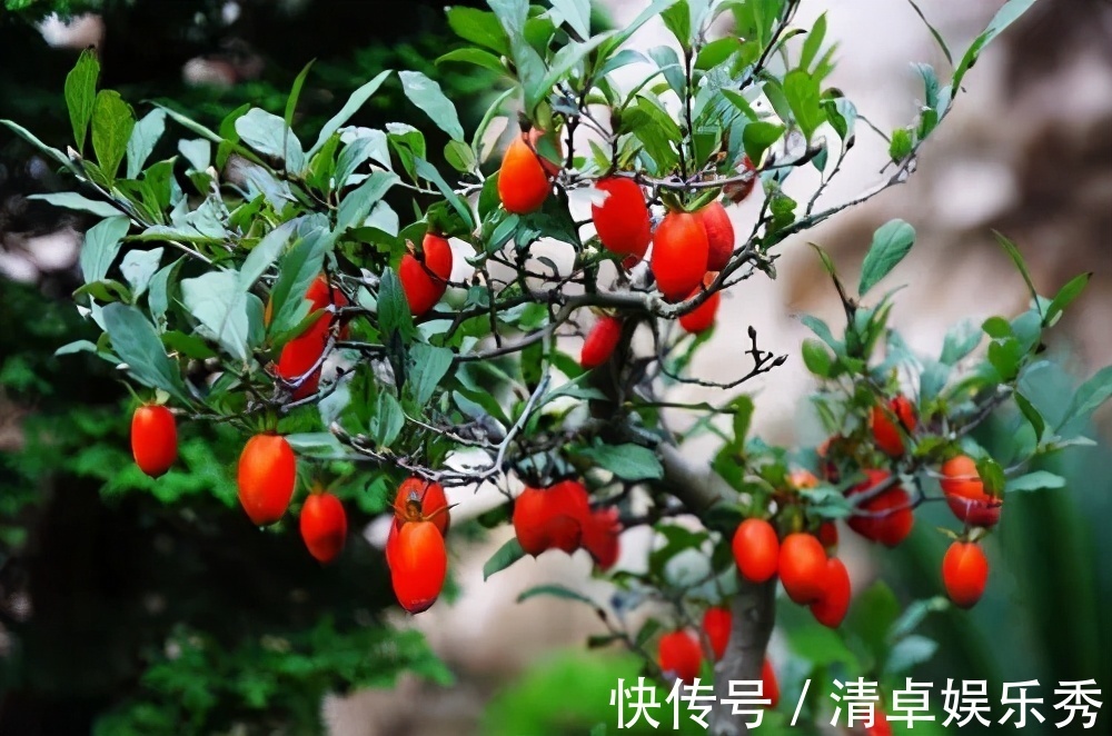 桂花树|家门口种3棵树，家财就常驻，旺宅又养人，富贵人家都养了