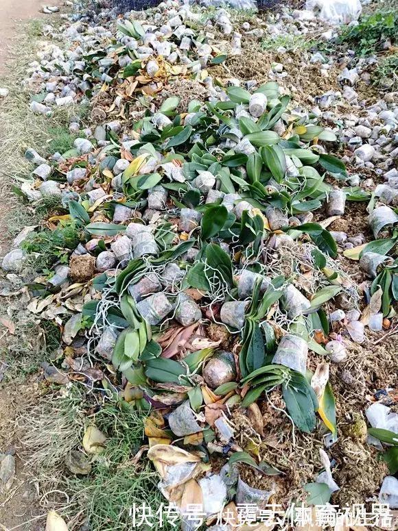 垃圾桶|垃圾桶里一堆“贵货”花,丢人也要捡,带回家就开花