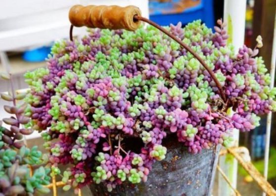 盘点最容易爆盆的3种多肉,养肉老花农详细给你讲!