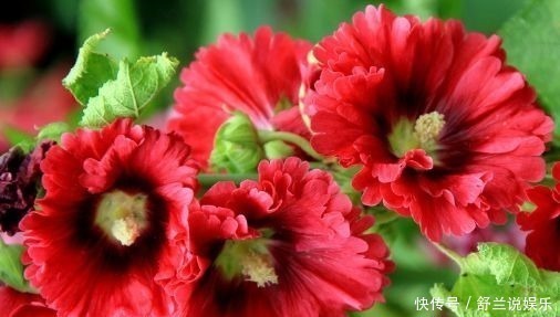 养花|养花就养这几款,全年开花不停,养成一片花海新手也能养活