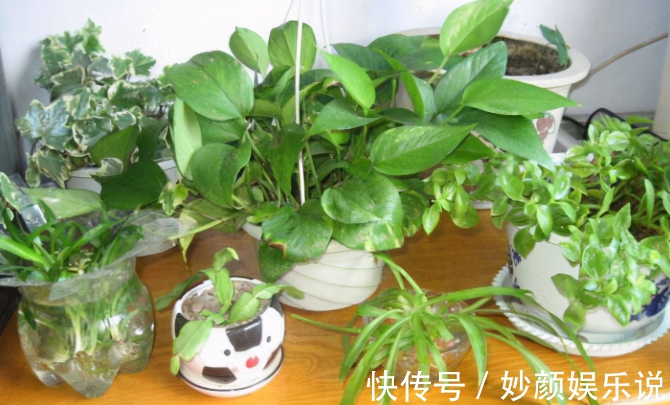 扦插植物,缺少更多花盆?将它们改造成容器,好用好看又省钱