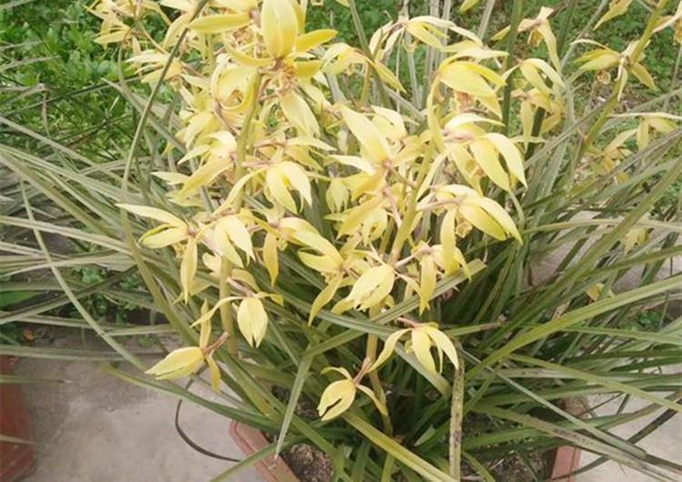 养兰花，给它喷点“生根水”，大白根直冒，长得肥肥壮壮！