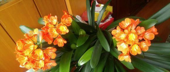 养君子兰用个窍门，不花钱也能种出十盆绿油油、开花多的君子兰