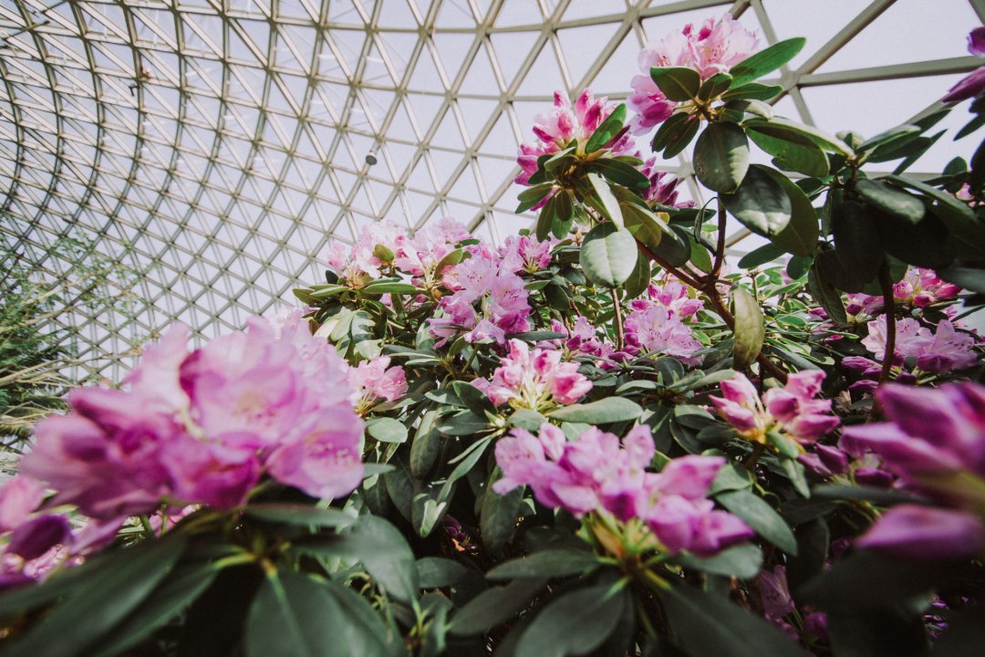 植物园|【探索】名字里有“金牛贺岁”，春节长假可免费游辰山植物园