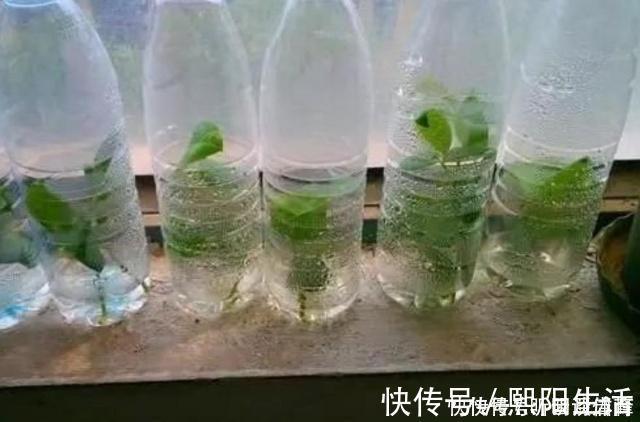 扦插月季不生根？用这捂一捂，过几天“冒白根”，变成月季大户