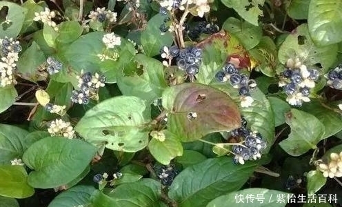 农村一野果称为“黑炭子”,城里农村广为种植,能够用来治肝炎