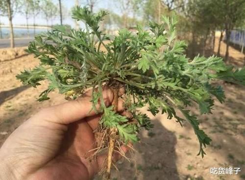 春天到了，因此春天遇到這4菜別錯過，等長大了叫白蒿，營養(yǎng)高味道鮮美