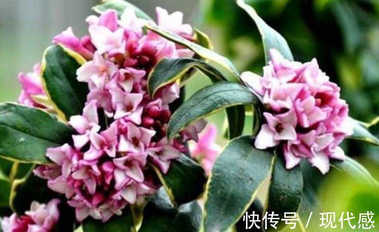 凤仙花|此几款花卉,株型丰满,枝叶鲜绿,花色繁多美极了