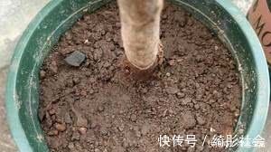 烂根|花盆里出现这“东西”,赶紧翻盆换土,不然花卉易黄叶烂根,别大意