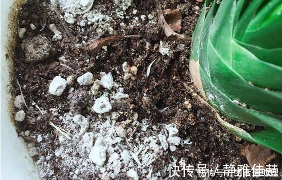 见效|花盆落满小飞虫周围撒点它,3天就见效,小虫死翘翘!