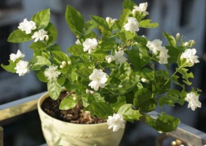 “茉莉花”开花少消除“3个”隐患，花苞不断冒，开花爆满枝
