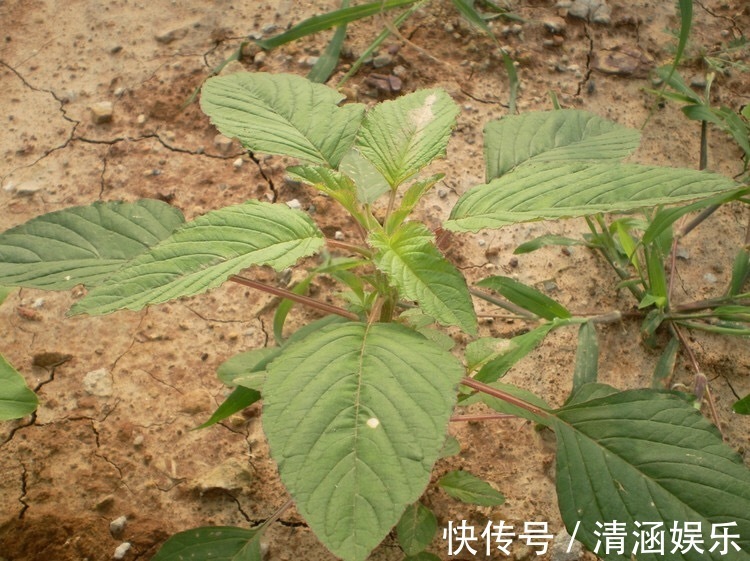 苋菜|女性不想妇科缠身，此物泡水喝，坚持半月，排毒祛瘀，子宫更干净