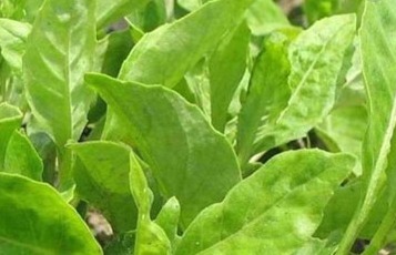 農村這4種野菜，個個營養高，除濕退黃，清肝明目