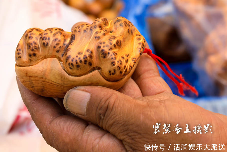 太行山下的遍地“崖柏”,不知到底有多少是真正出自太行山的呢