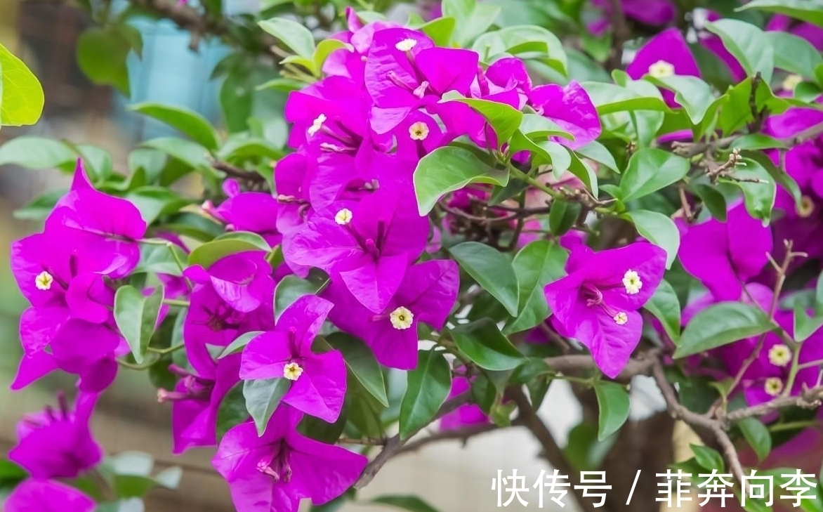 家里养三角梅,新手总会犯的3个错误,难怪开不了花!