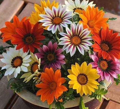  盆栽|到了冬季就盆栽这7样花卉，耐寒能力强，开花美丽又喜庆