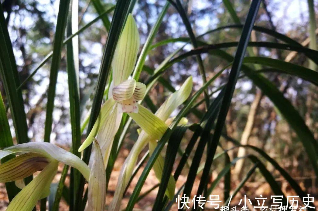 山上的兰花,也有只长苗而不开花的,你知道是什么原因吗?