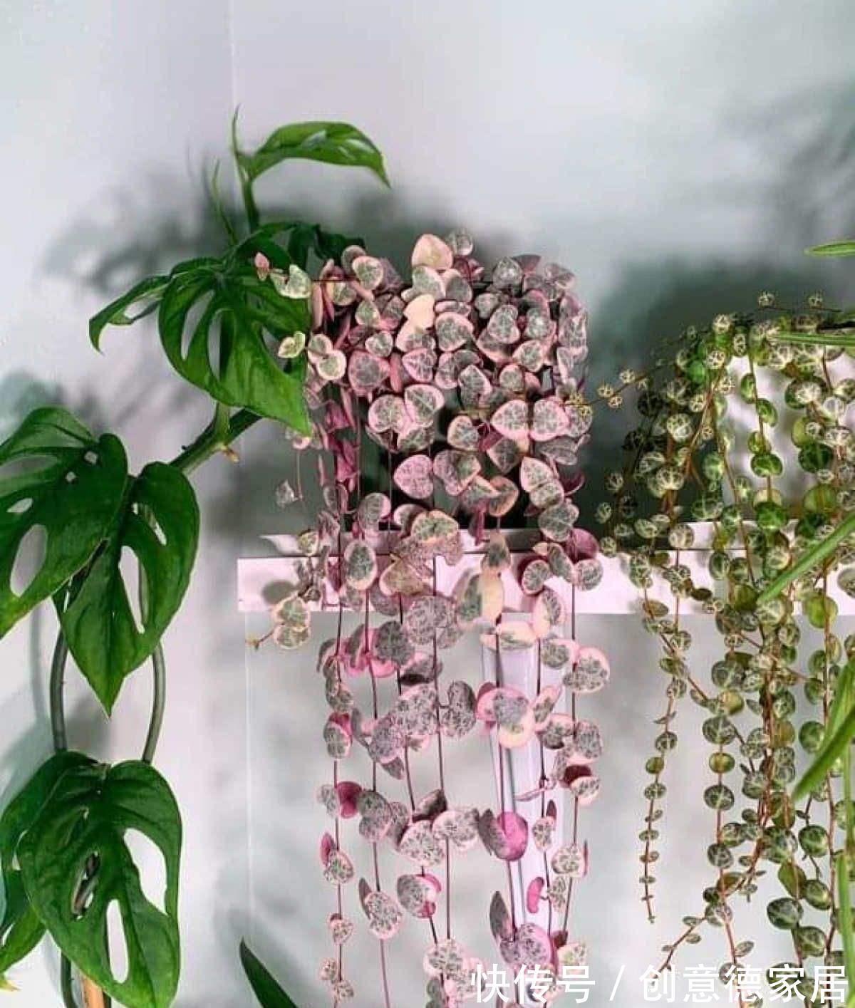 枝条|很耐阴的多肉，爱之蔓在秋天养，到底晒好还是不晒好