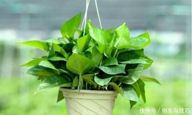 绿萝到底怎么浇水2个浇水技巧,学会浇水就能把绿萝养爆盆!